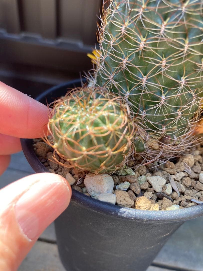 サボテン スルコレブチアsp カキコ1つ