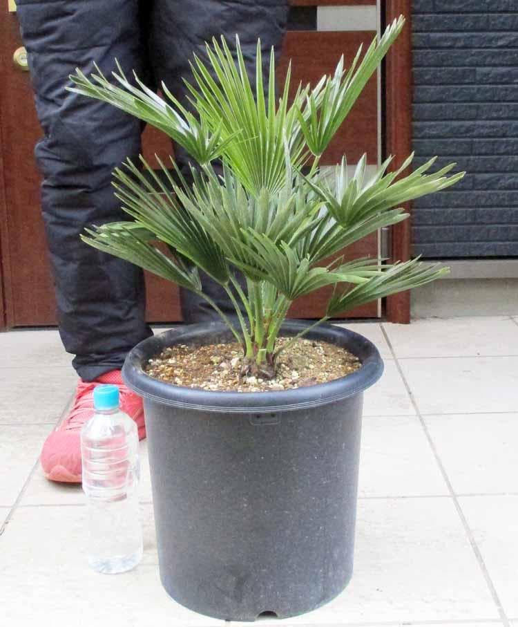 【現品】チャメロプス　フミリス　ボルケーノ　9号　G7番