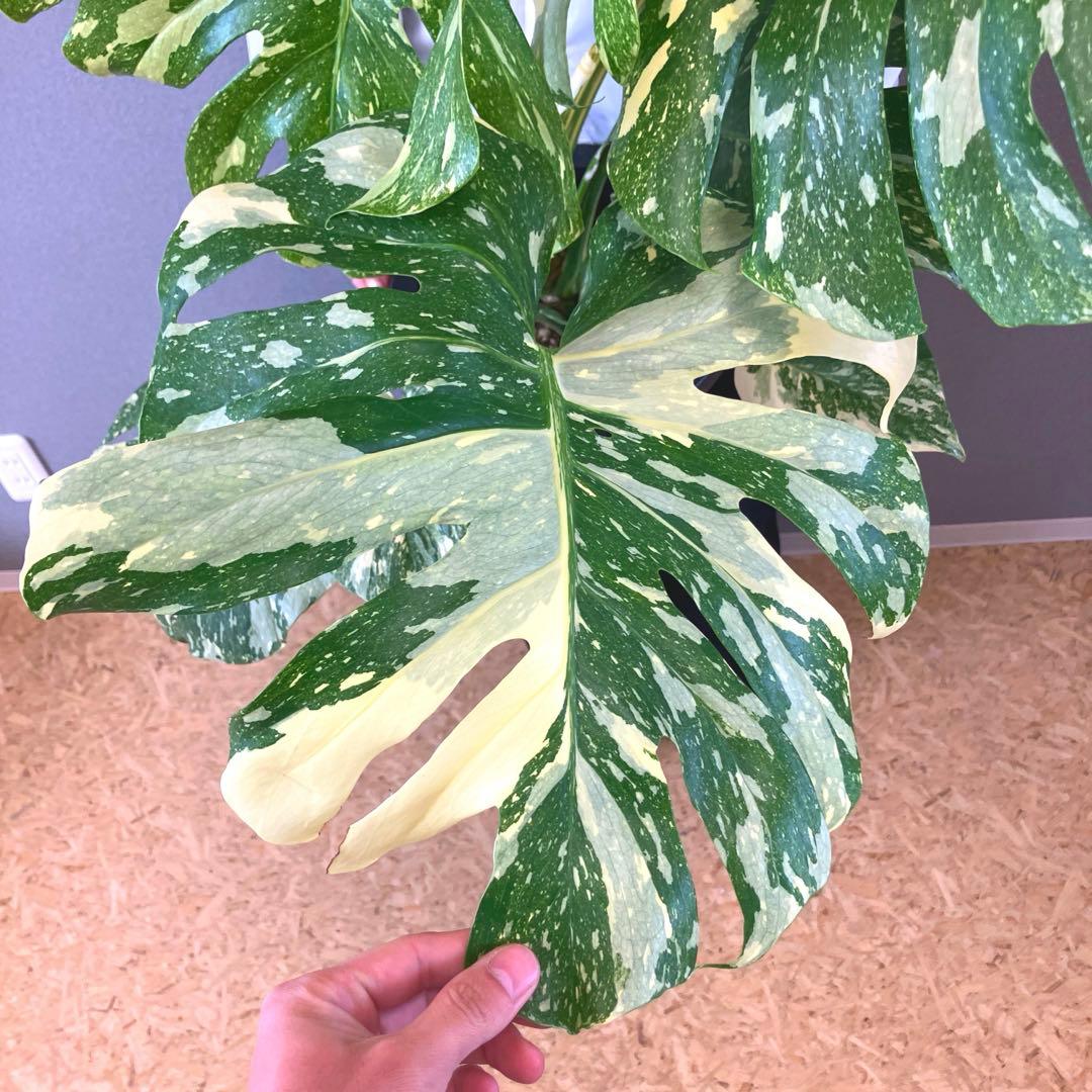 超絶希少❗️超絶美斑❗️モンステラ　デリシオーサ　クリームブリュレ✨キセログラフィカ