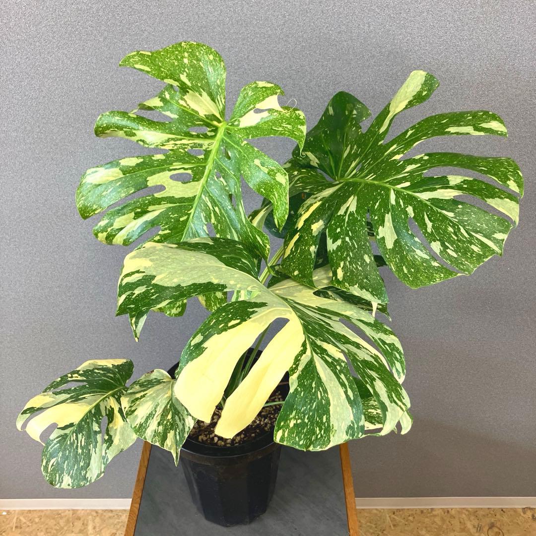 超絶希少❗️超絶美斑❗️モンステラ　デリシオーサ　クリームブリュレ✨キセログラフィカ