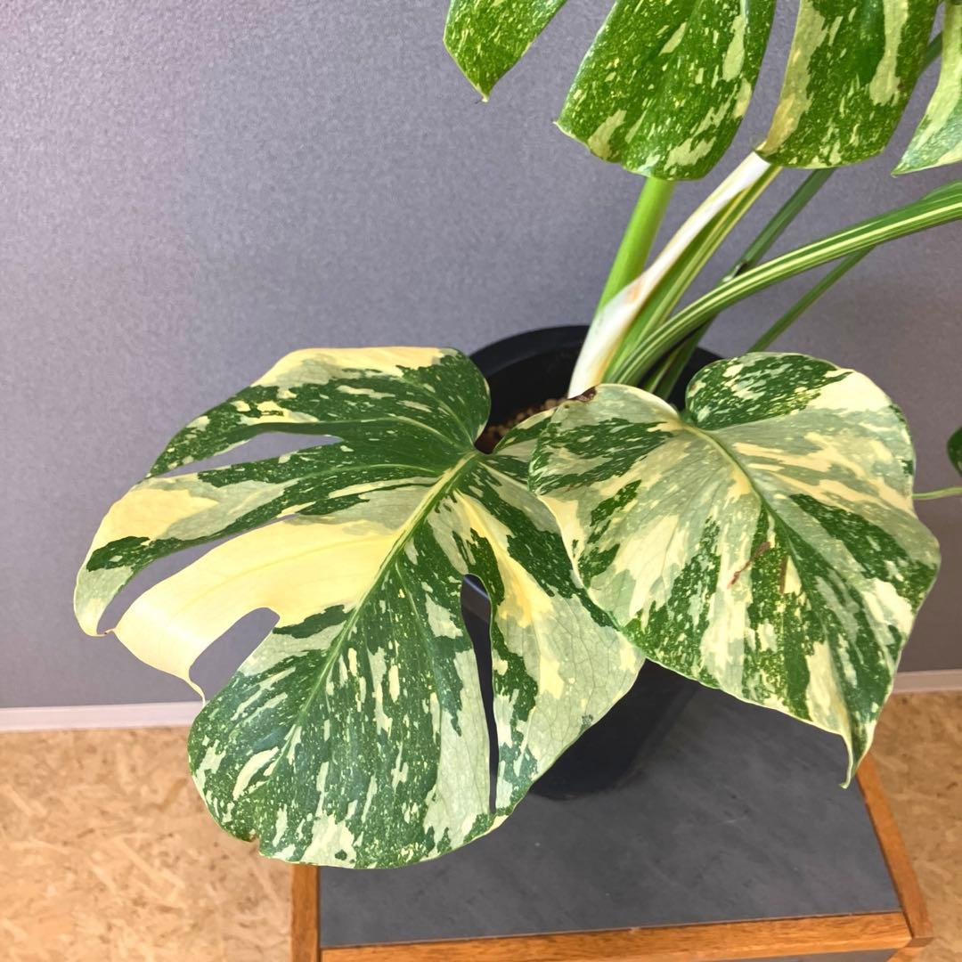 超絶希少❗️超絶美斑❗️モンステラ　デリシオーサ　クリームブリュレ✨キセログラフィカ