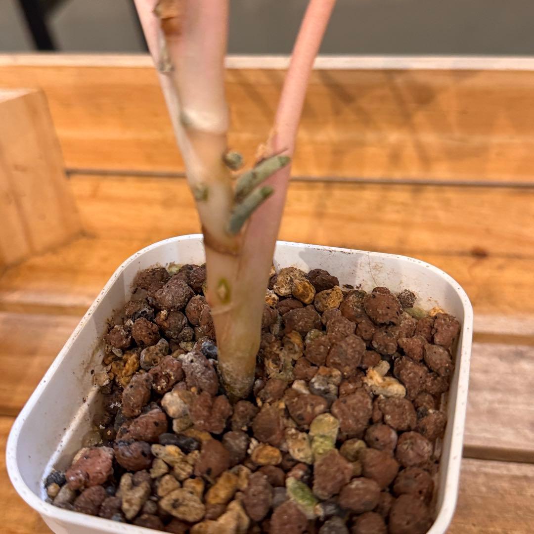 ろ*読様 31 アグラオネマ　ピンクイメリタス　上品な色合い　取り木可能サイズ