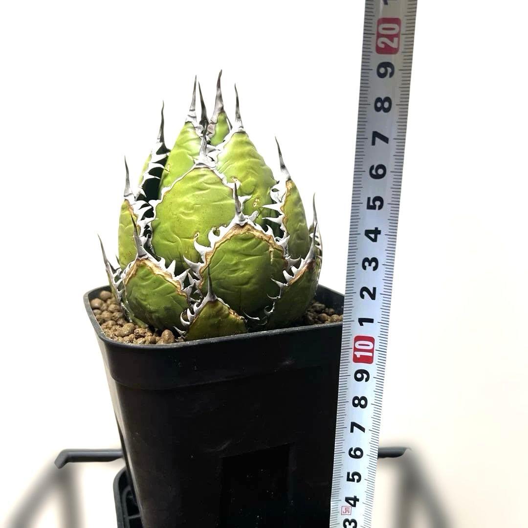 アガベ 鉢植発送 ホリダ 強刺 狂刺 極上血統 スペシャル個体 特選株