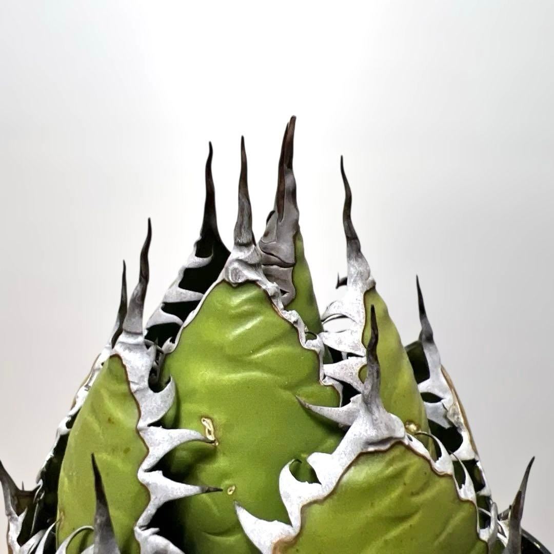 アガベ 鉢植発送 ホリダ 強刺 狂刺 極上血統 スペシャル個体 特選株