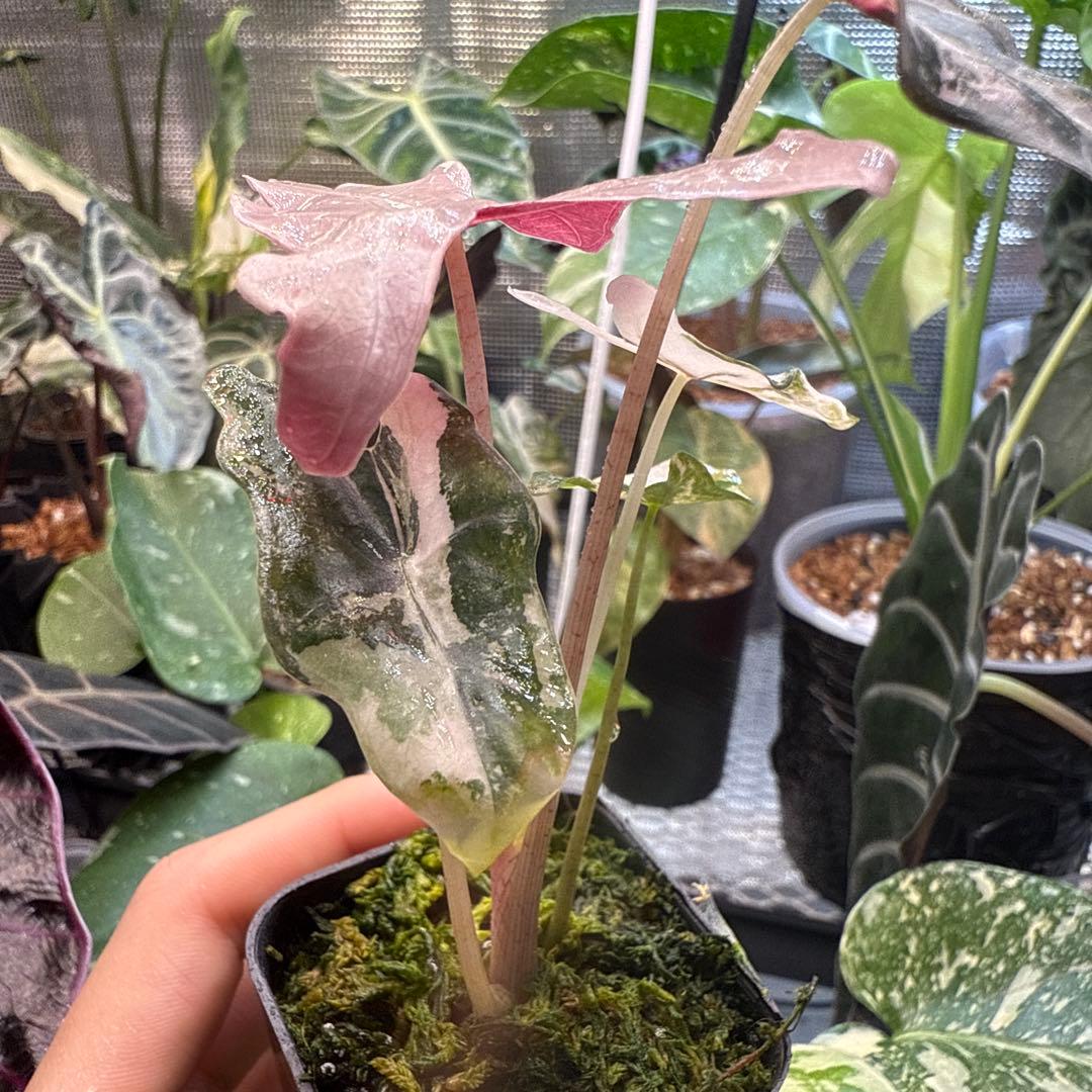 ゴ*ー様 極上 アロカシア ノビリス ピンク