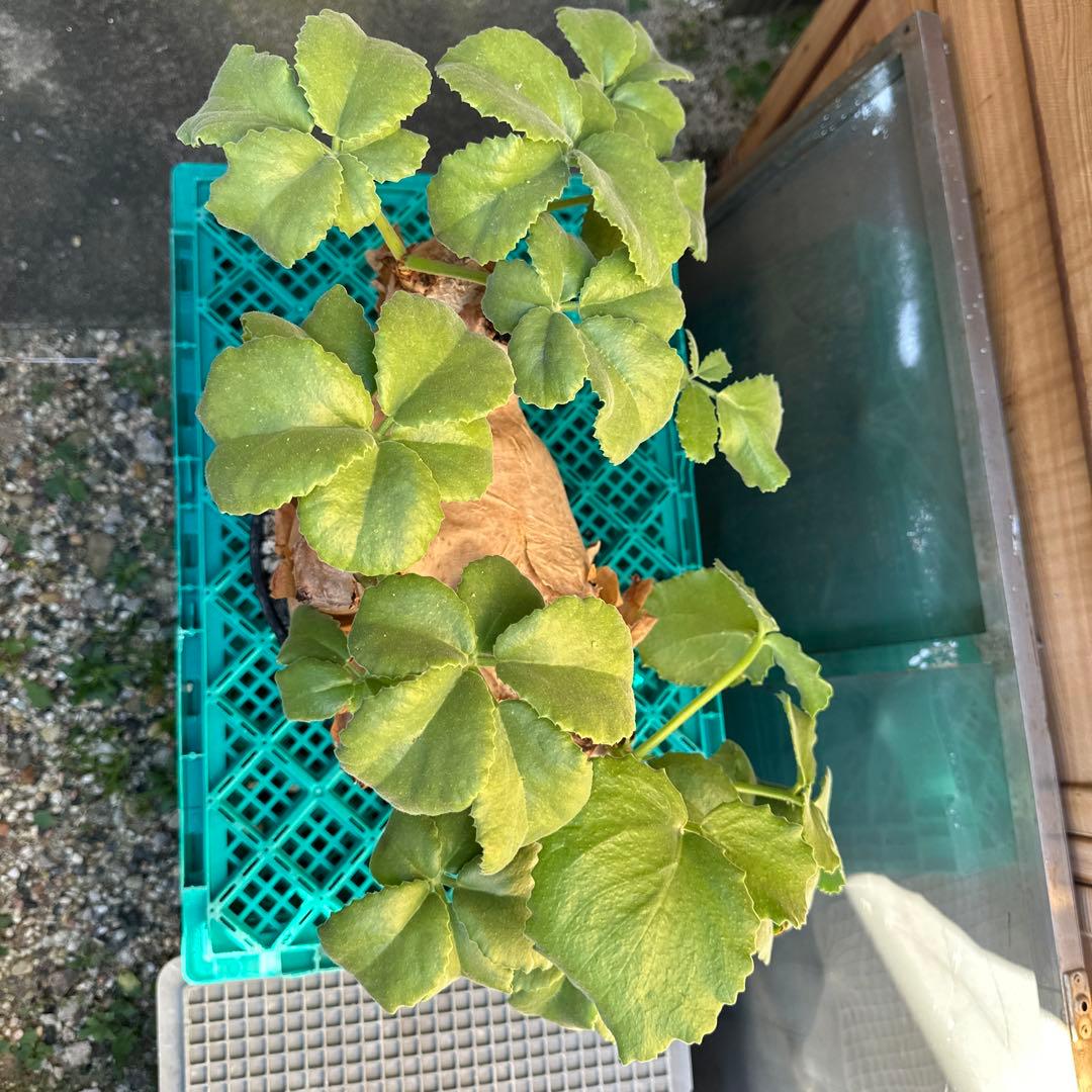 キフォステンマウターマクロプス　塊根植物 約35cm 発根済み　鉢付き