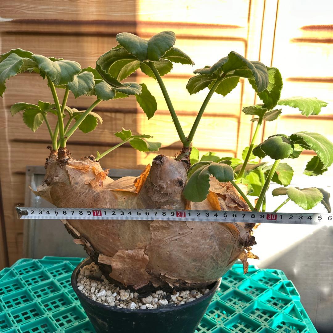 キフォステンマウターマクロプス　塊根植物 約35cm 発根済み　鉢付き