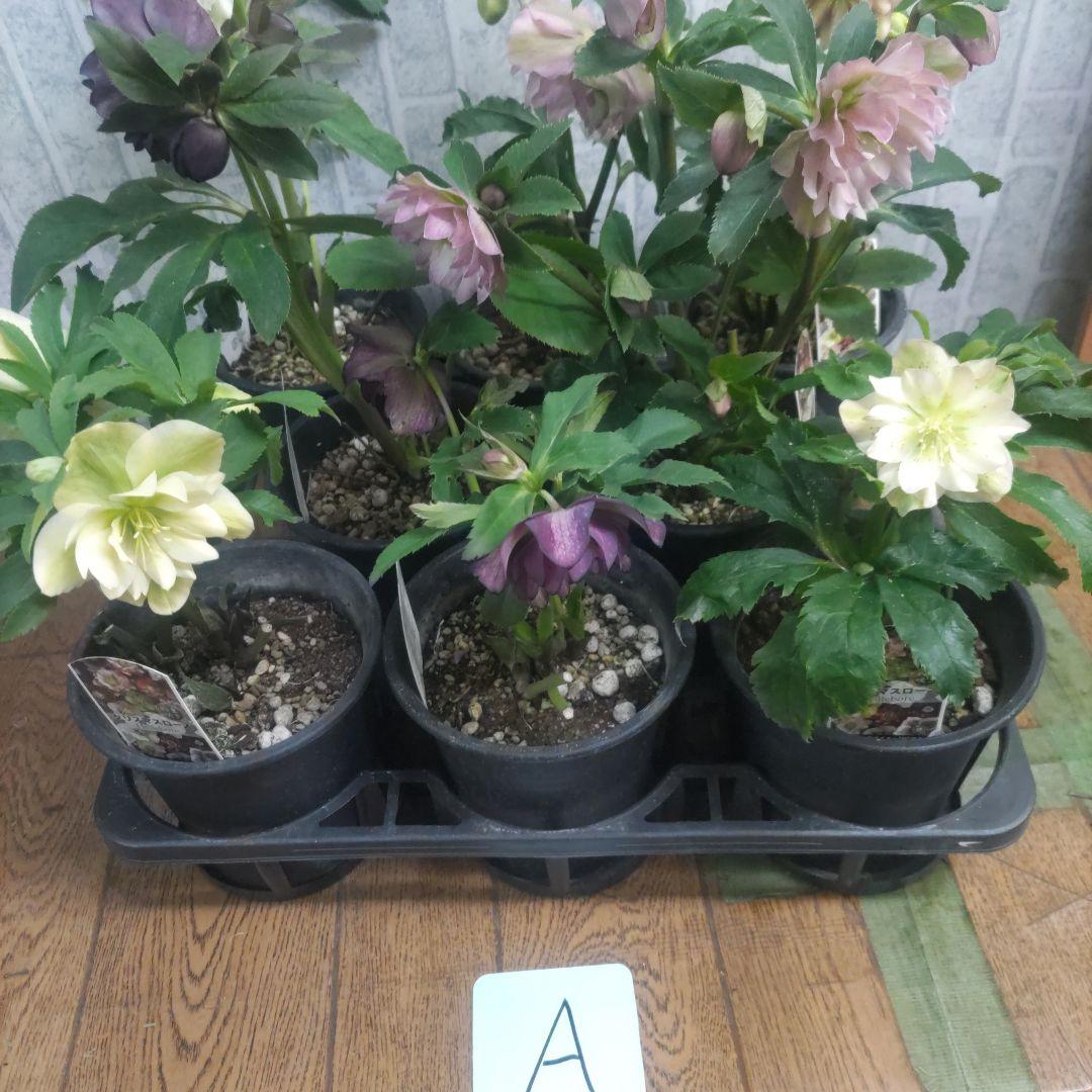 １０日入荷分⭐️クリスマスローズダブル咲き⭐️８鉢セット