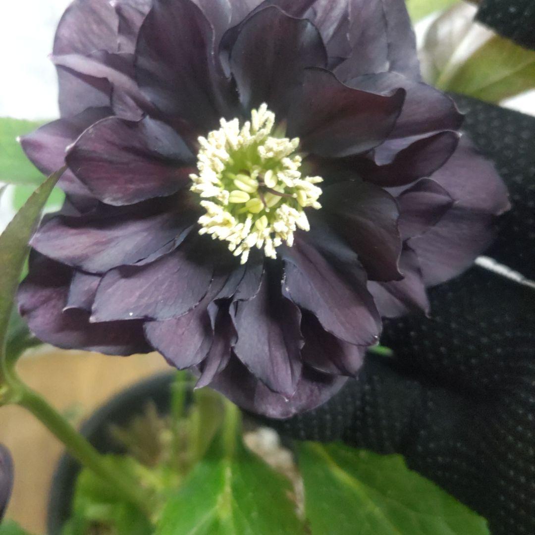 １０日入荷分⭐️クリスマスローズダブル咲き⭐️８鉢セット