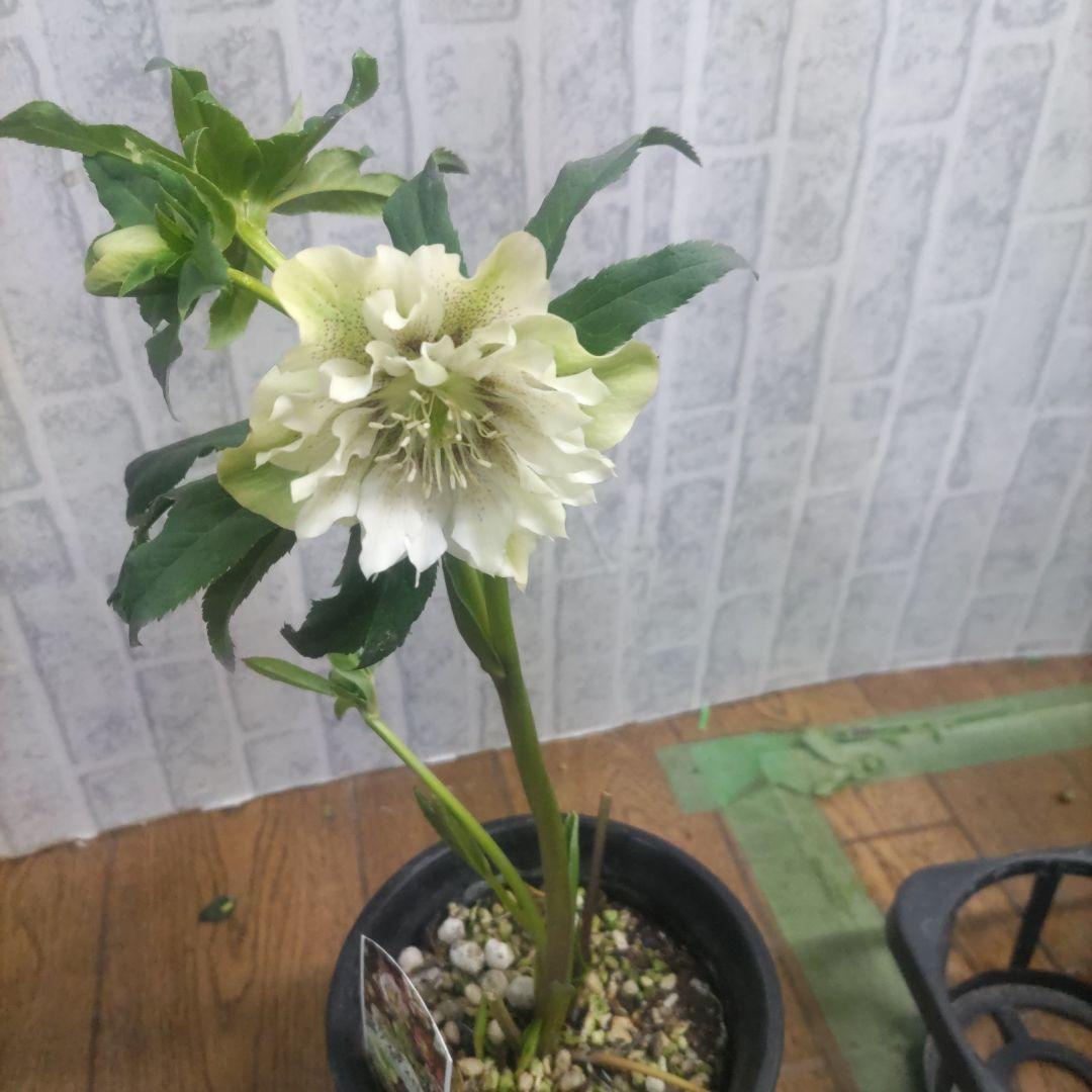 １０日入荷分⭐️クリスマスローズダブル咲き⭐️８鉢セット