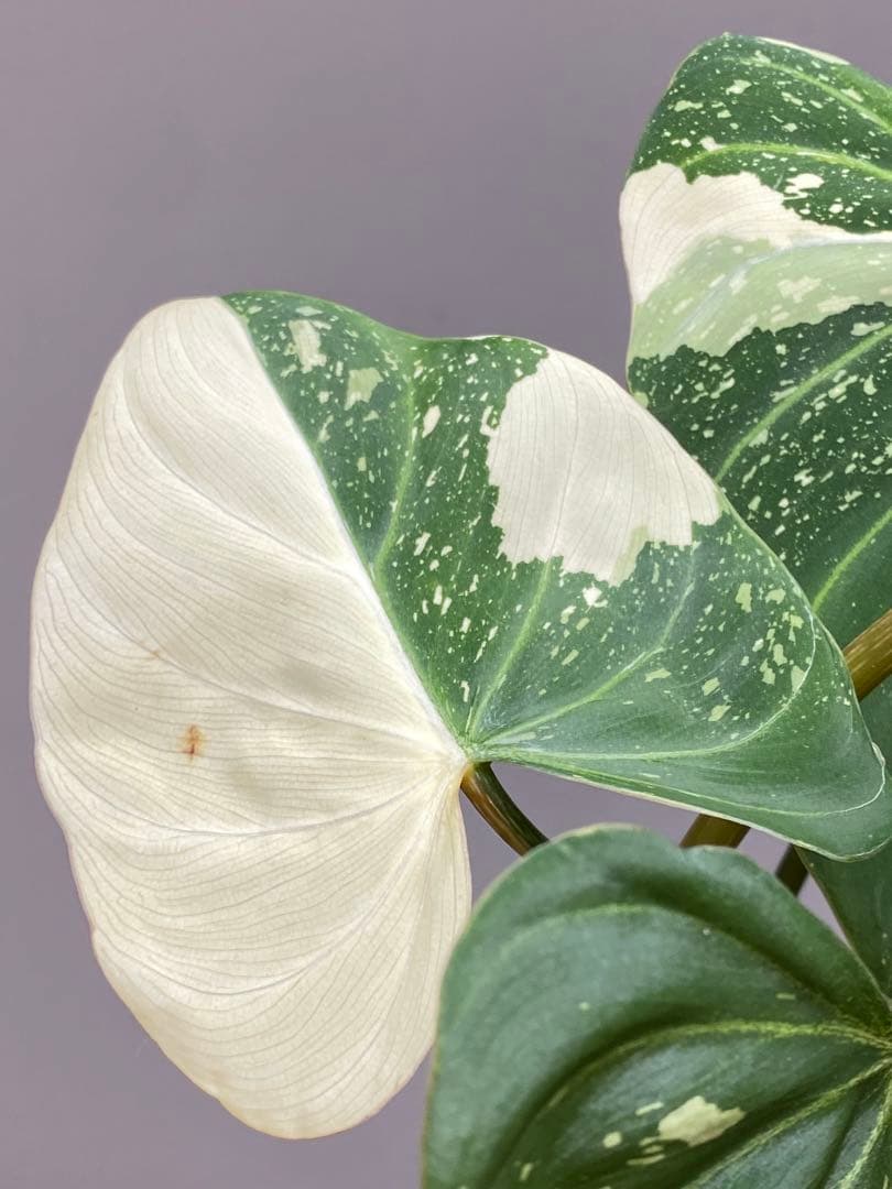 【トリカラー全開‼️】フィロデンドロン　グロリオーサム　トリカラー　斑入り　希少