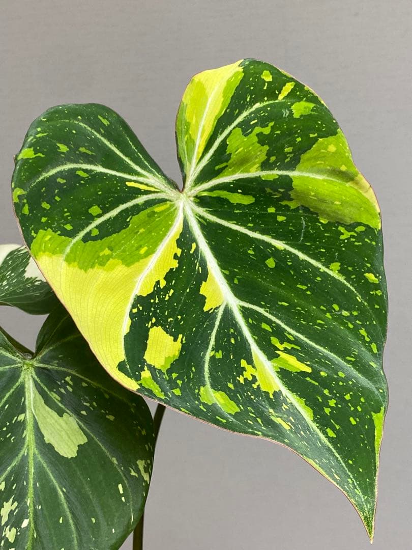 【トリカラー全開‼️】フィロデンドロン　グロリオーサム　トリカラー　斑入り　希少