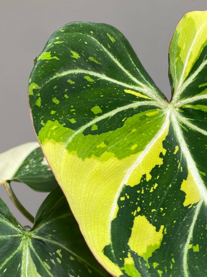 【トリカラー全開‼️】フィロデンドロン　グロリオーサム　トリカラー　斑入り　希少