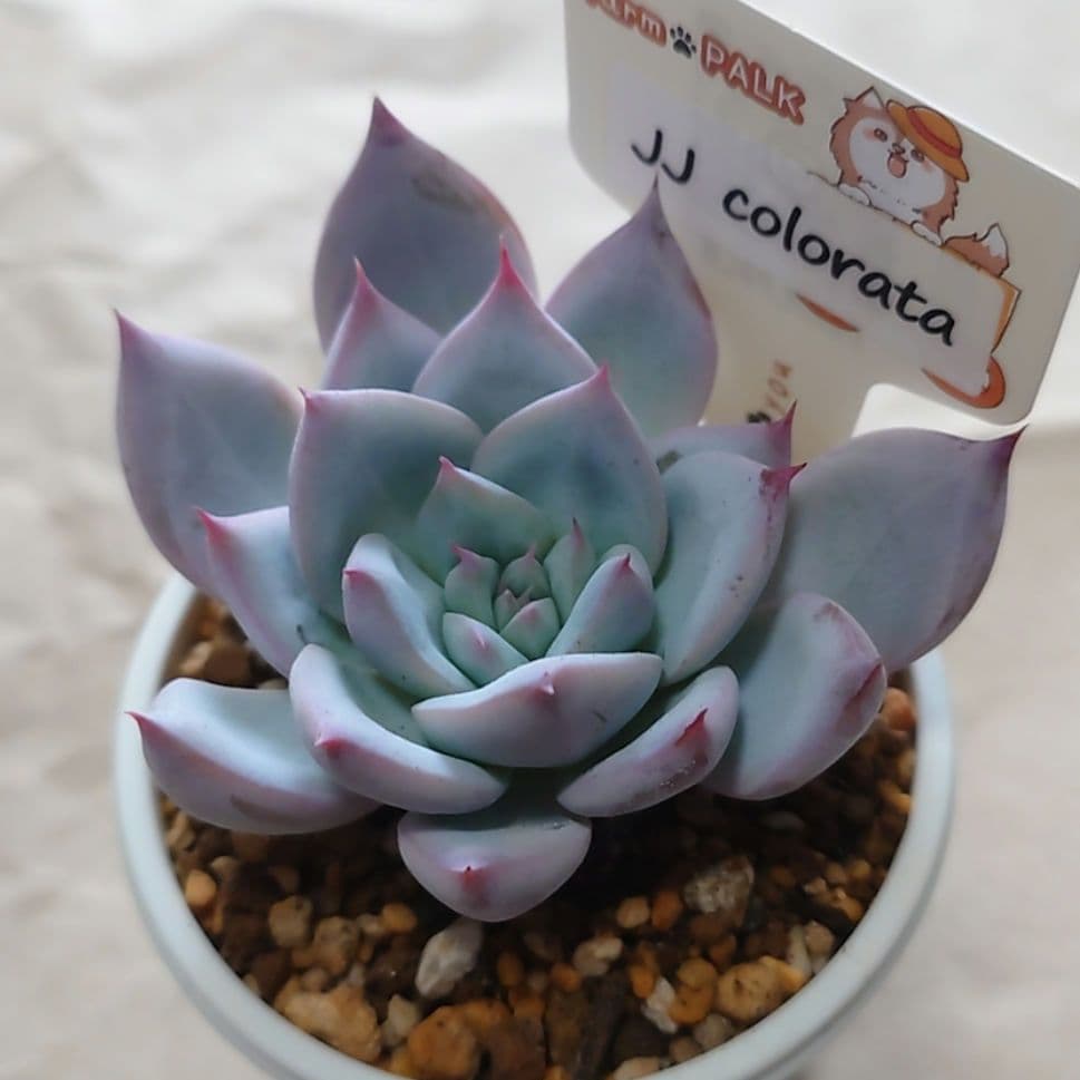 多肉植物　まとめ売り（札付き）