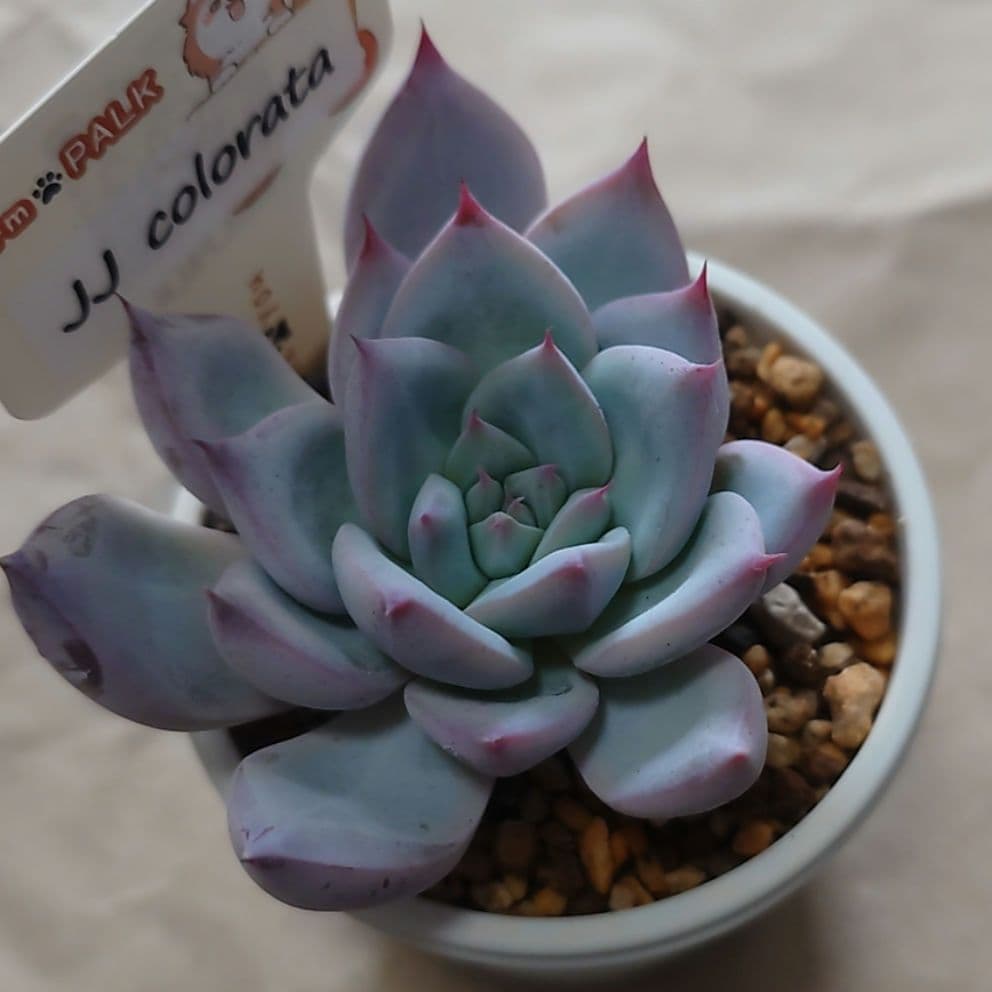 多肉植物　まとめ売り（札付き）