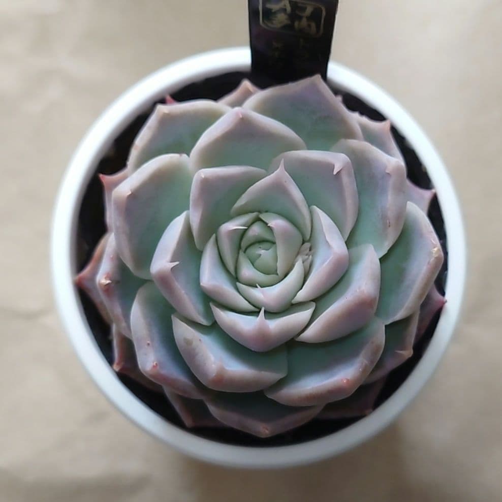 多肉植物　まとめ売り（札付き）