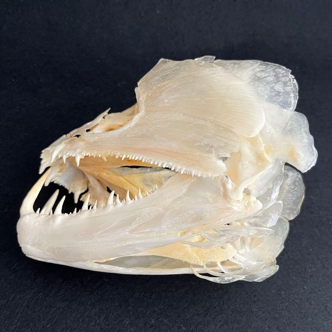 CORE-BOX様　骨格標本　カショーロ