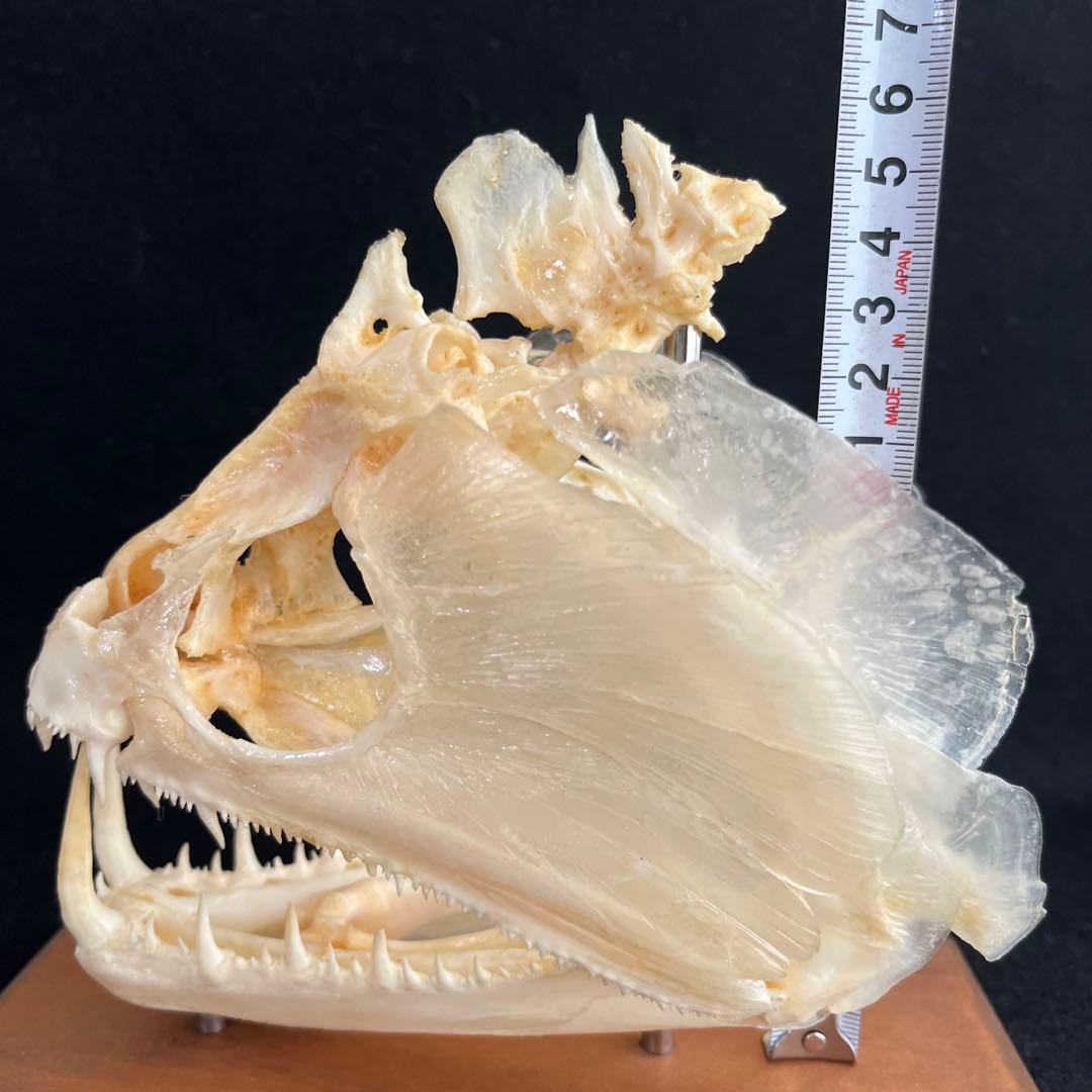 CORE-BOX様　骨格標本　カショーロ