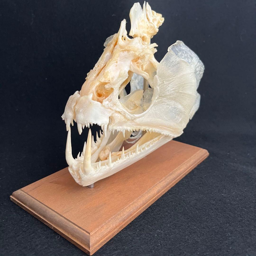 CORE-BOX様　骨格標本　カショーロ