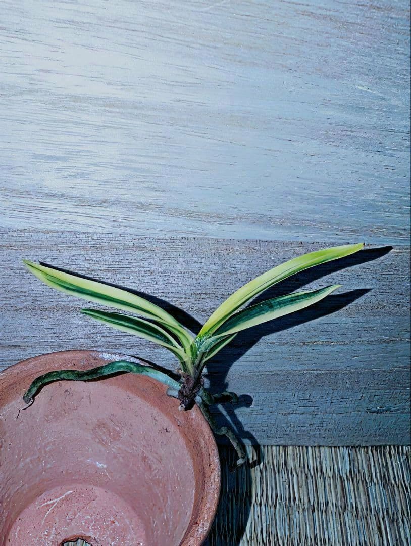 【迎春特別価格品】富貴蘭　Super白牡丹