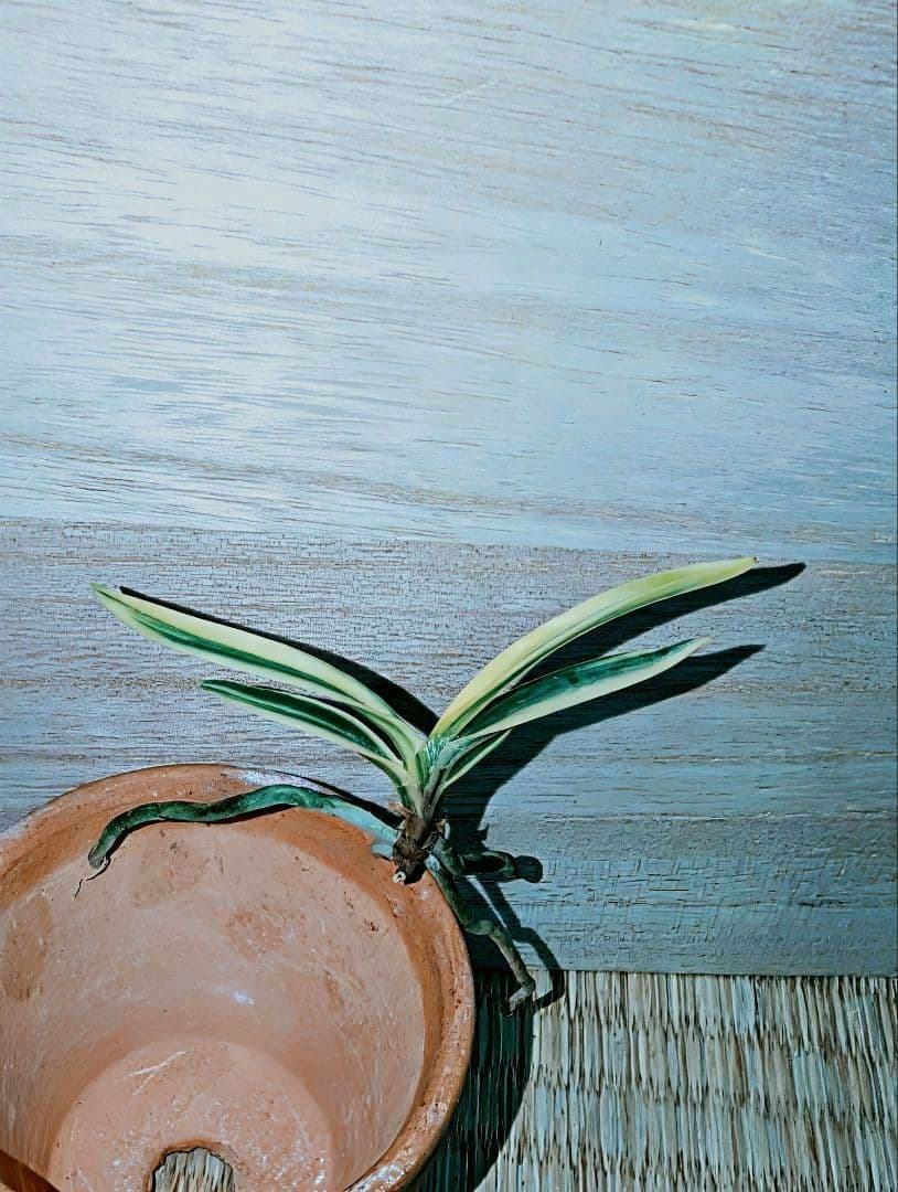 【迎春特別価格品】富貴蘭　Super白牡丹