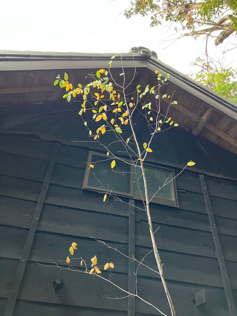 200 山採り　ザイフリボク