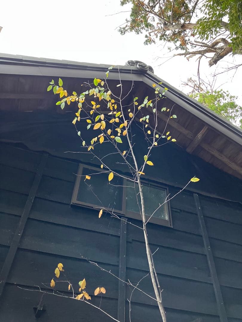 200 山採り　ザイフリボク