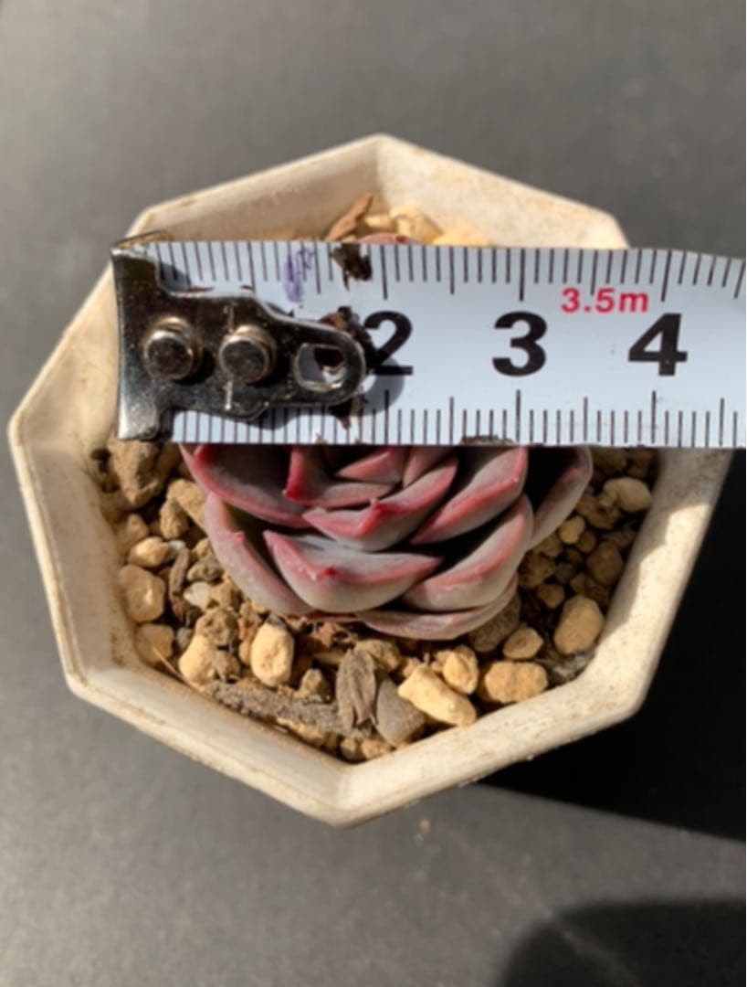 ✧༺♥ ブラックローズ×ダークアイス✧༺♥送料込　サービス価格