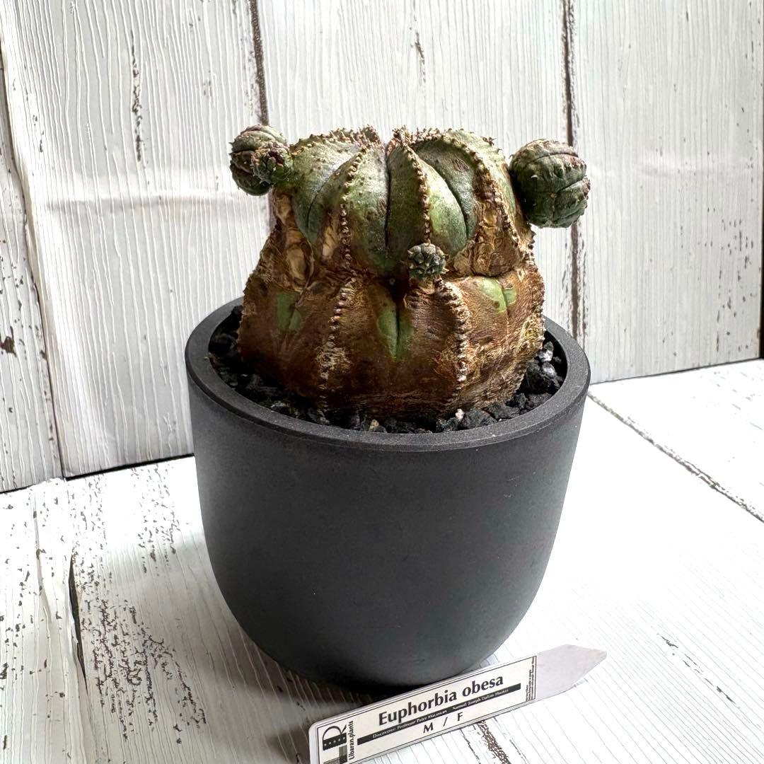 【特選極上大株】ユーフォルビア　オベサ　木質化　発根済み　鉢ごと発送