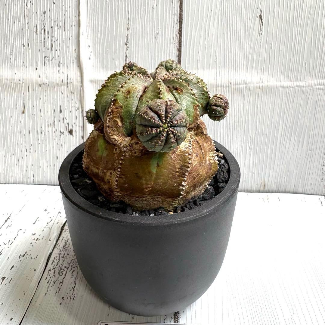 【特選極上大株】ユーフォルビア　オベサ　木質化　発根済み　鉢ごと発送