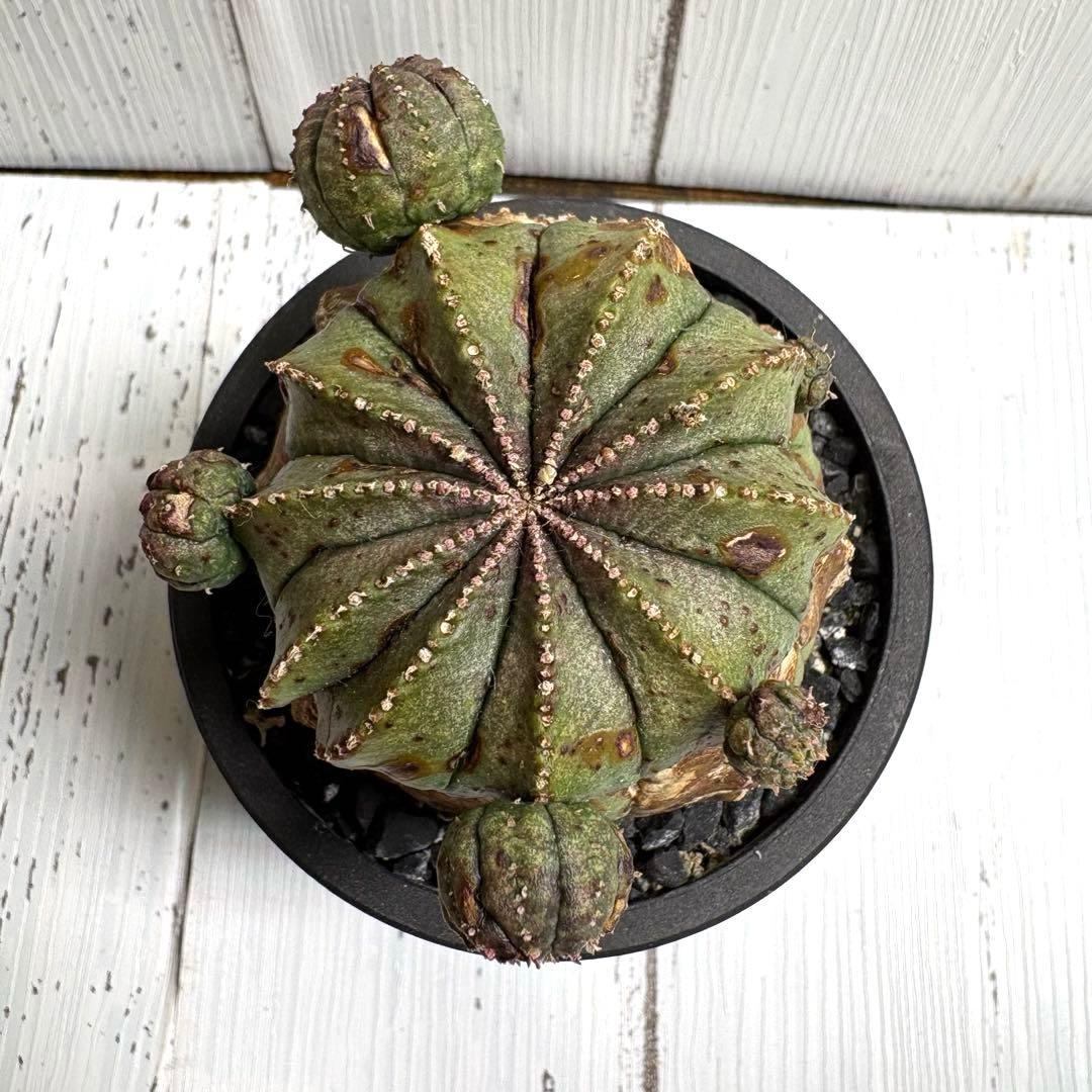 【特選極上大株】ユーフォルビア　オベサ　木質化　発根済み　鉢ごと発送