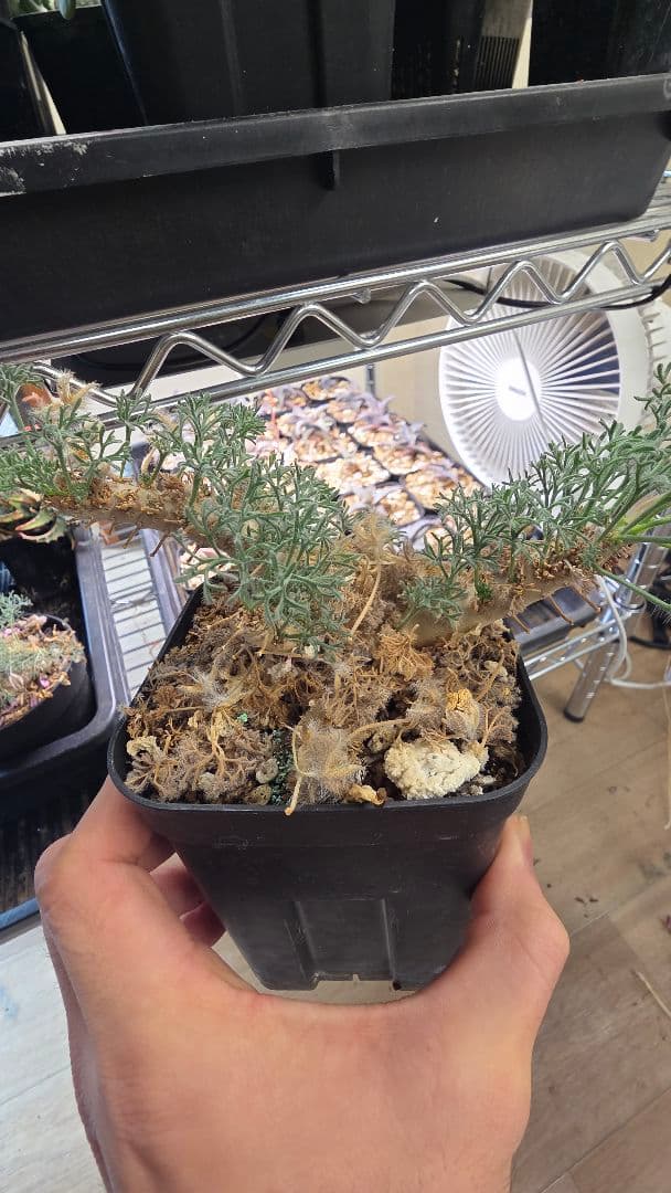 サウコカウロン　ペニクリナム　大株