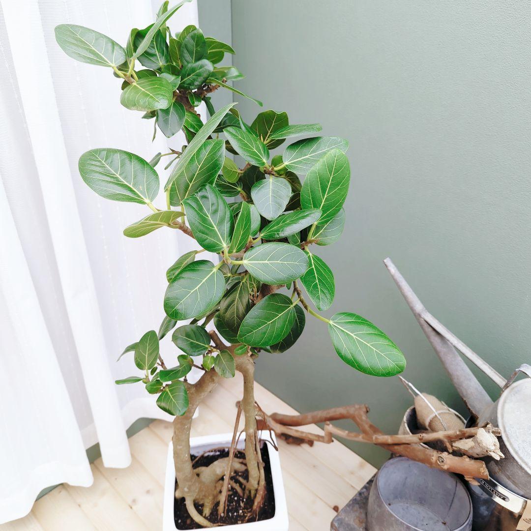 根上がり 太幹 ベンガレンシス 曲がり ８号