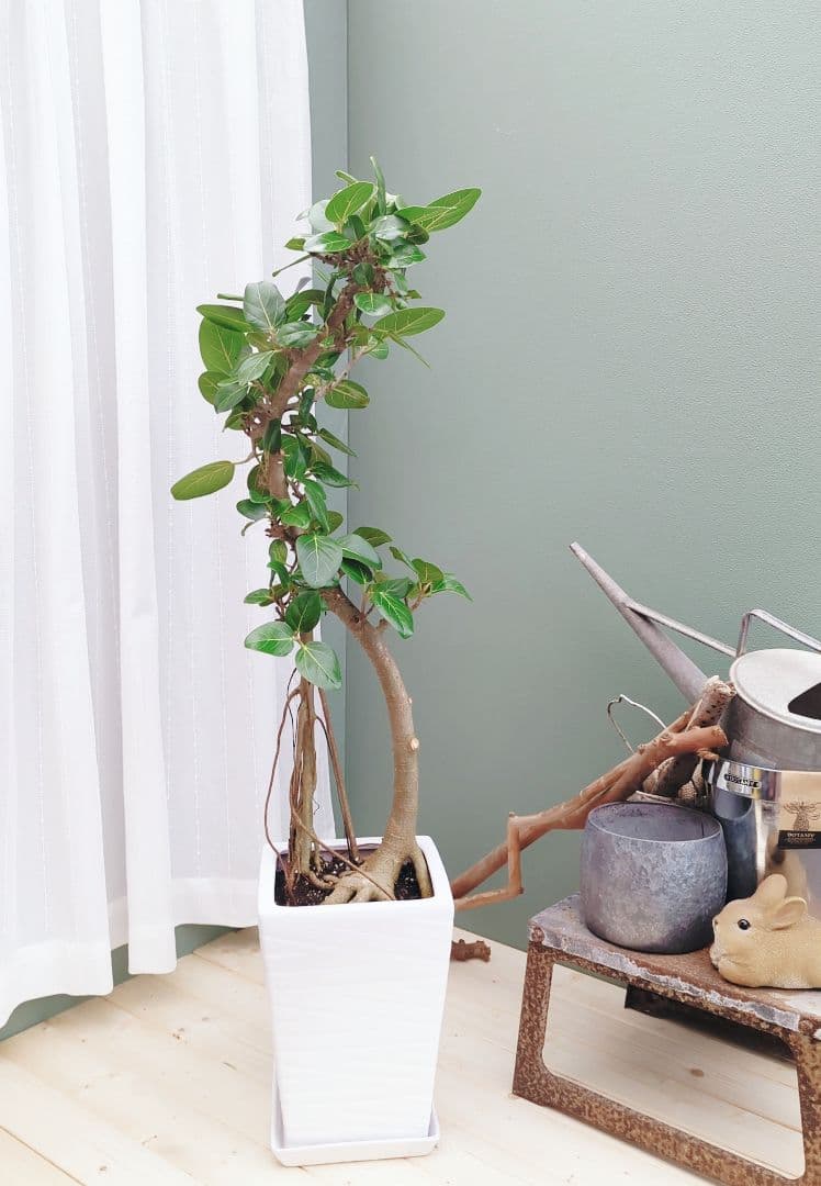 根上がり 太幹 ベンガレンシス 曲がり ８号