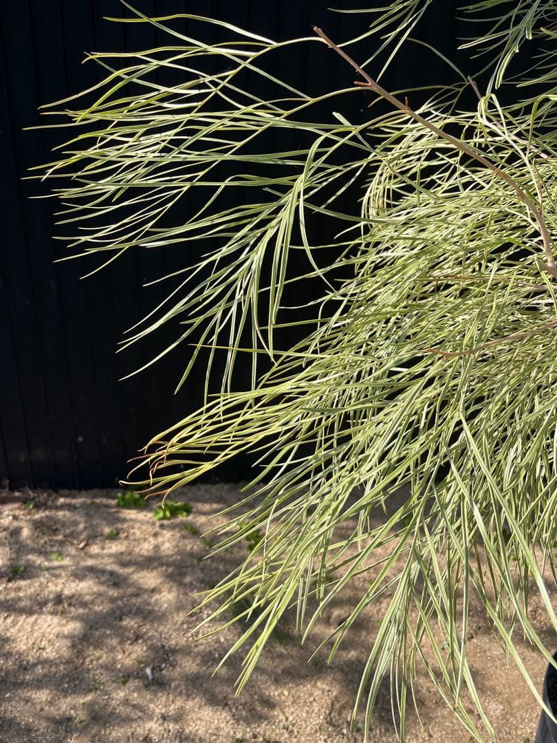 グレビレア ハニーワンダー 大株 オージープランツ