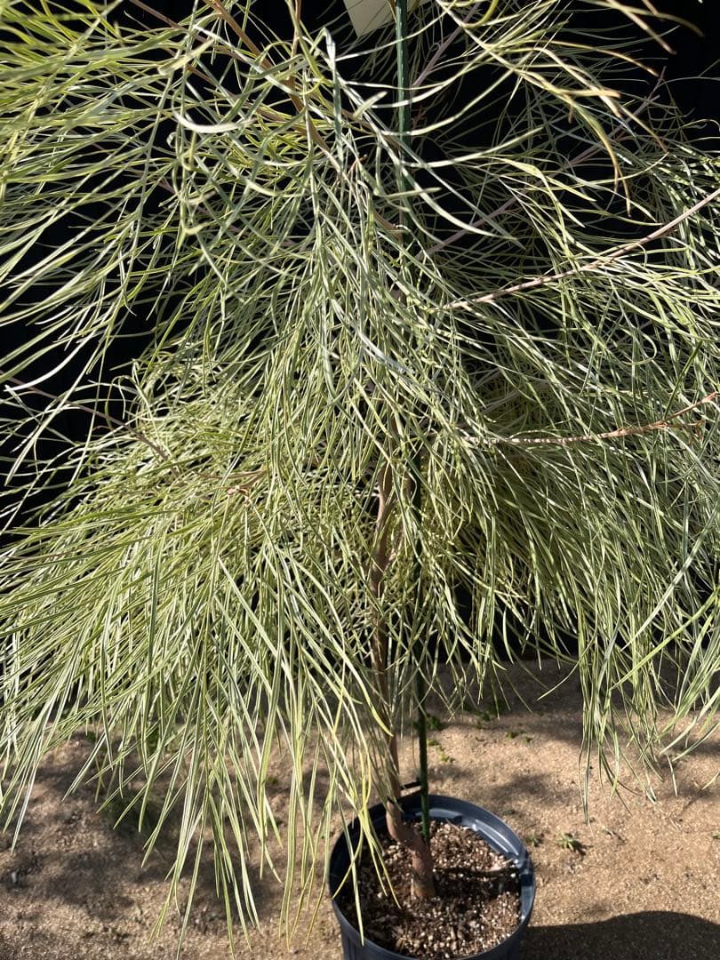 グレビレア ハニーワンダー 大株 オージープランツ