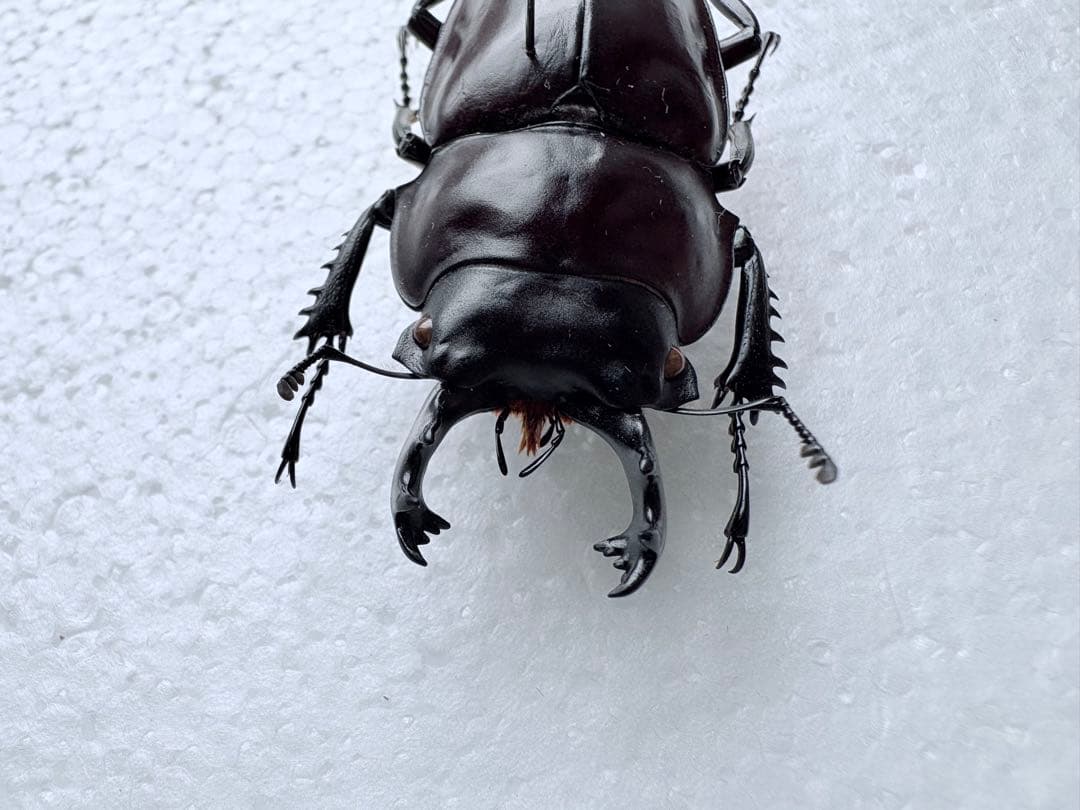 石垣島　ヤエヤママルバネクワガタ　【標本】規制前野外品