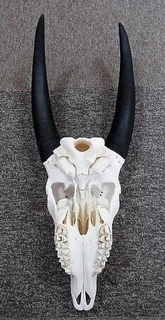 高品質！イランド スカルホーン（幼獣）A