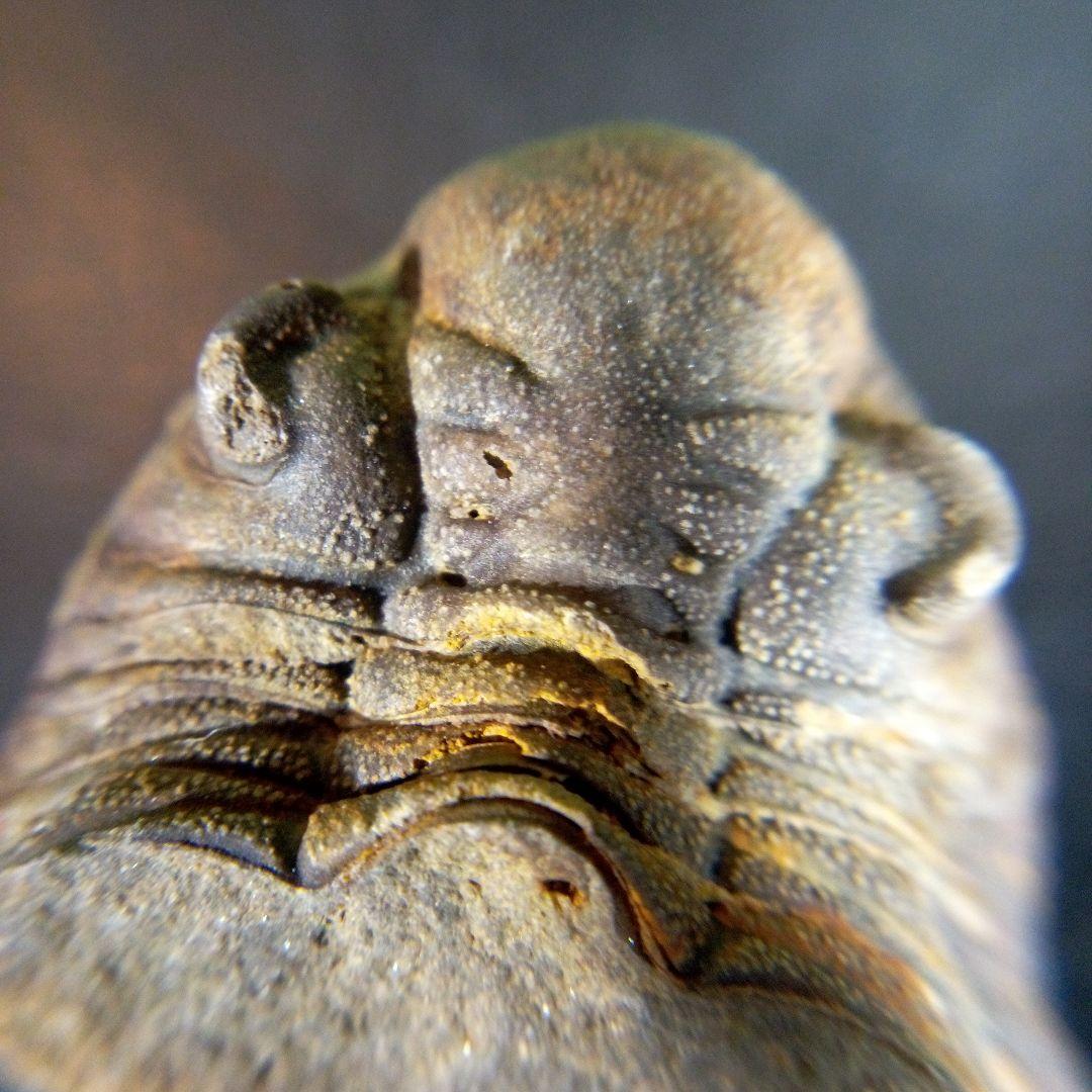 三葉虫　化石　fossil　ボリビア産　trilobite　海生動物個体⑤