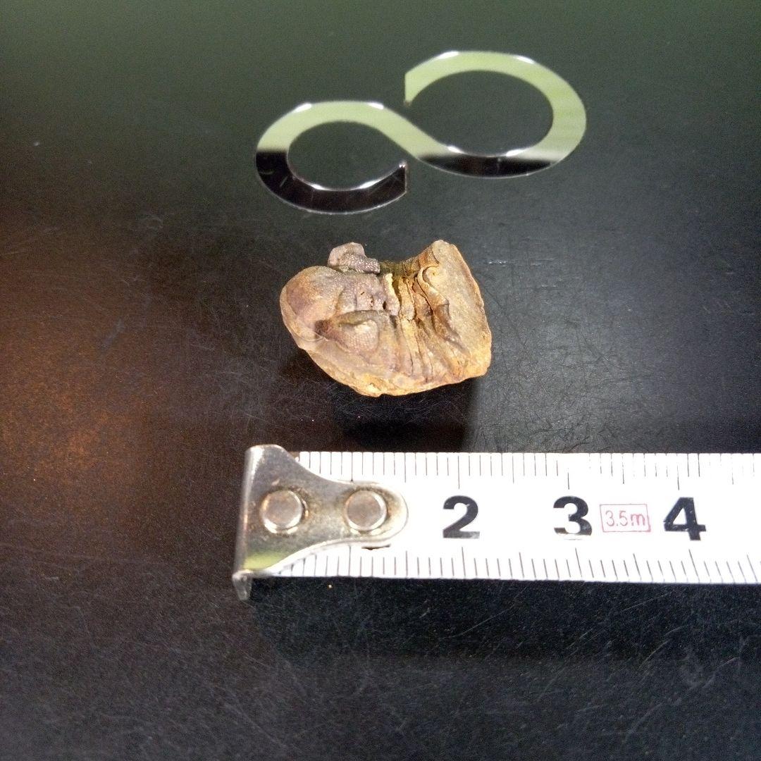 三葉虫　化石　fossil　ボリビア産　trilobite　海生動物個体⑤
