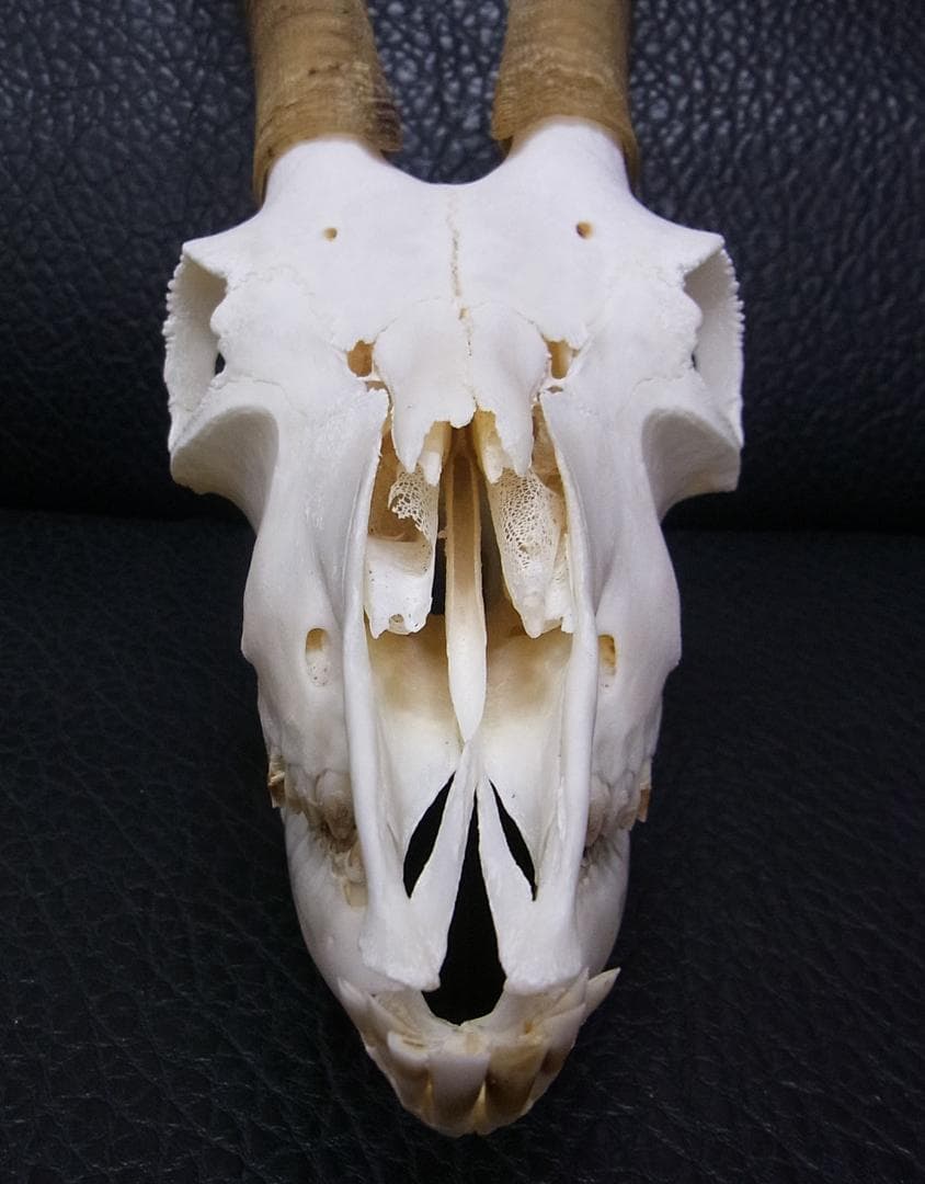 高品質　ヨーロッパヤギ スカルホーン（下顎付）