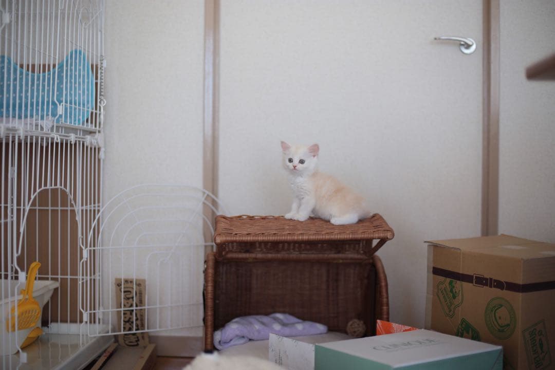 ラタン製ペットキャリーケース　猫　犬　シンシアジャパン