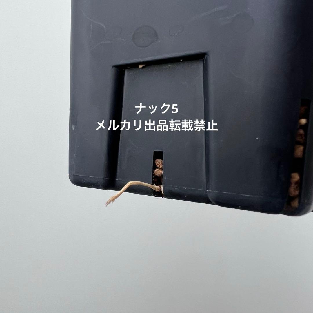 コルムナアルバ③ 孤竜丸 コピアポア(検索)サボテン 黒王丸 黒士冠 銅羅丸