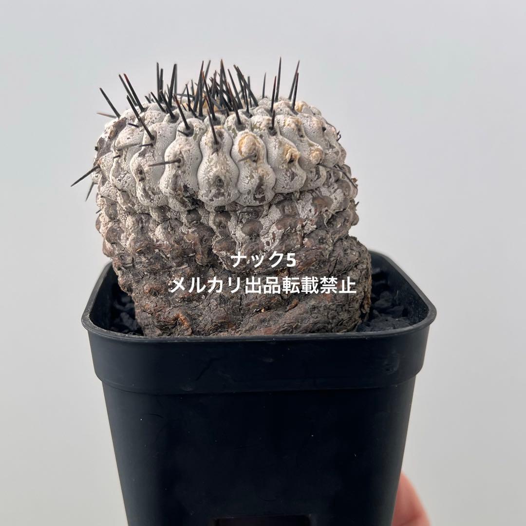 コルムナアルバ③ 孤竜丸 コピアポア(検索)サボテン 黒王丸 黒士冠 銅羅丸