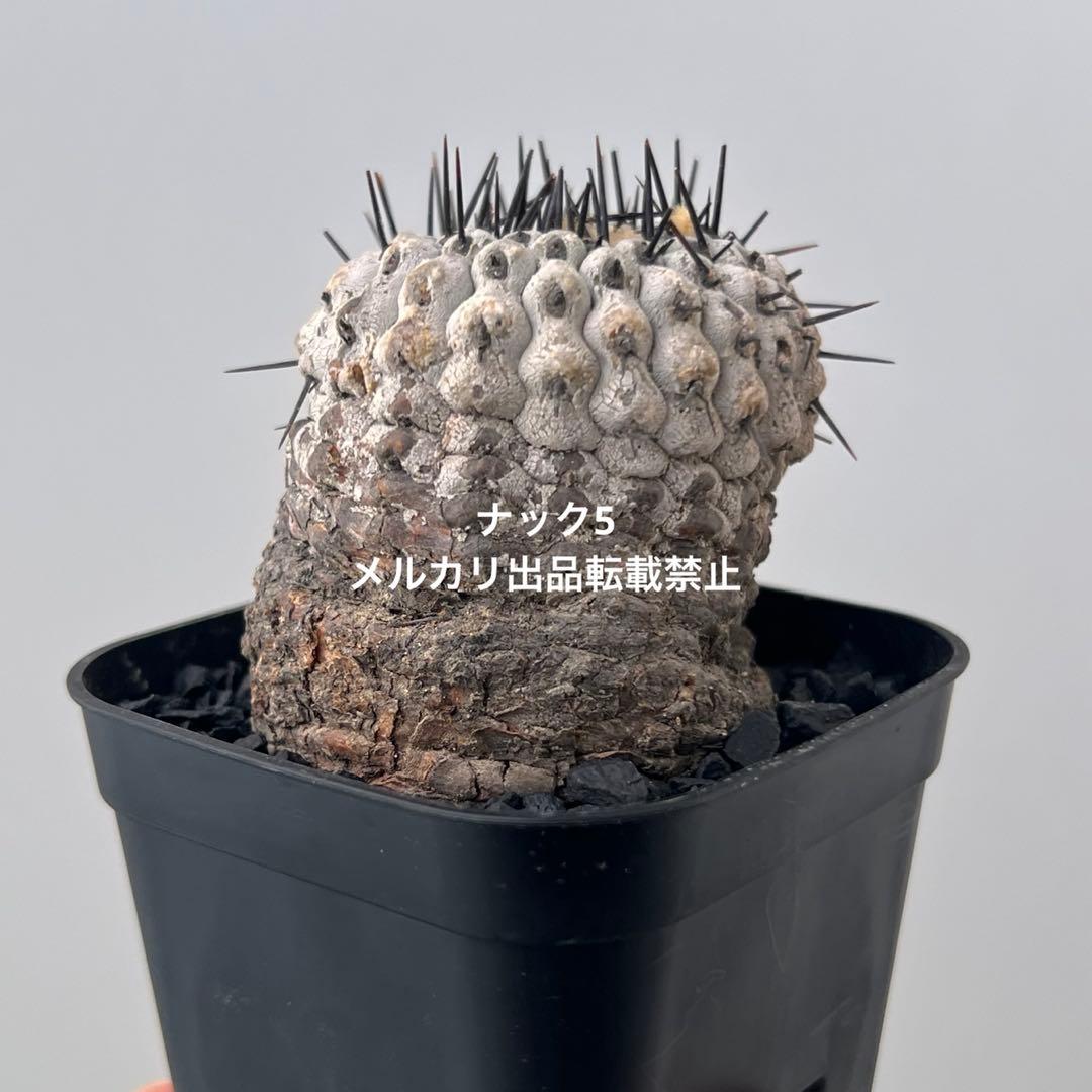 コルムナアルバ③ 孤竜丸 コピアポア(検索)サボテン 黒王丸 黒士冠 銅羅丸