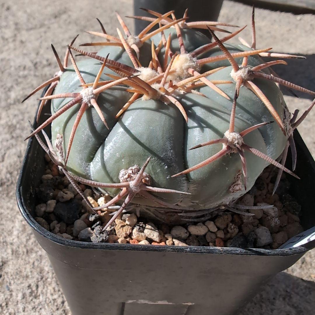 実生　エキノカクタス　白刺　翠平丸(太平丸)　鉢ごと送料込み