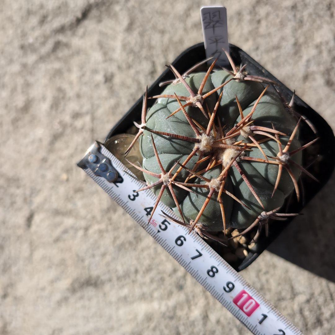 実生　エキノカクタス　白刺　翠平丸(太平丸)　鉢ごと送料込み