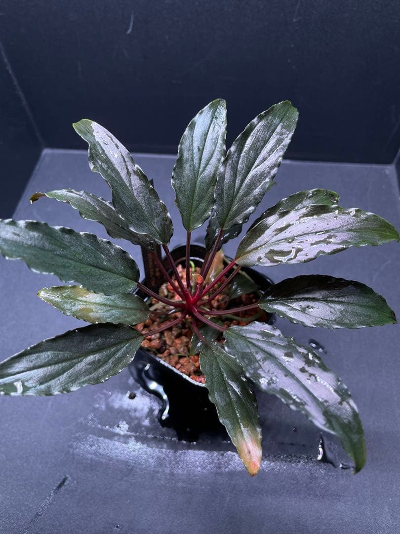 Homalomena aff. vittifolia \"赤備\" ホマロメナ　②