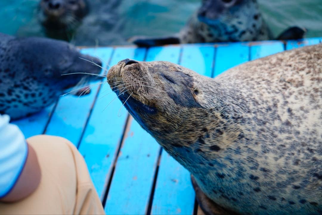 U*i様 美品 SONY FE 24-105mm F4 G OSS（防湿庫保管・