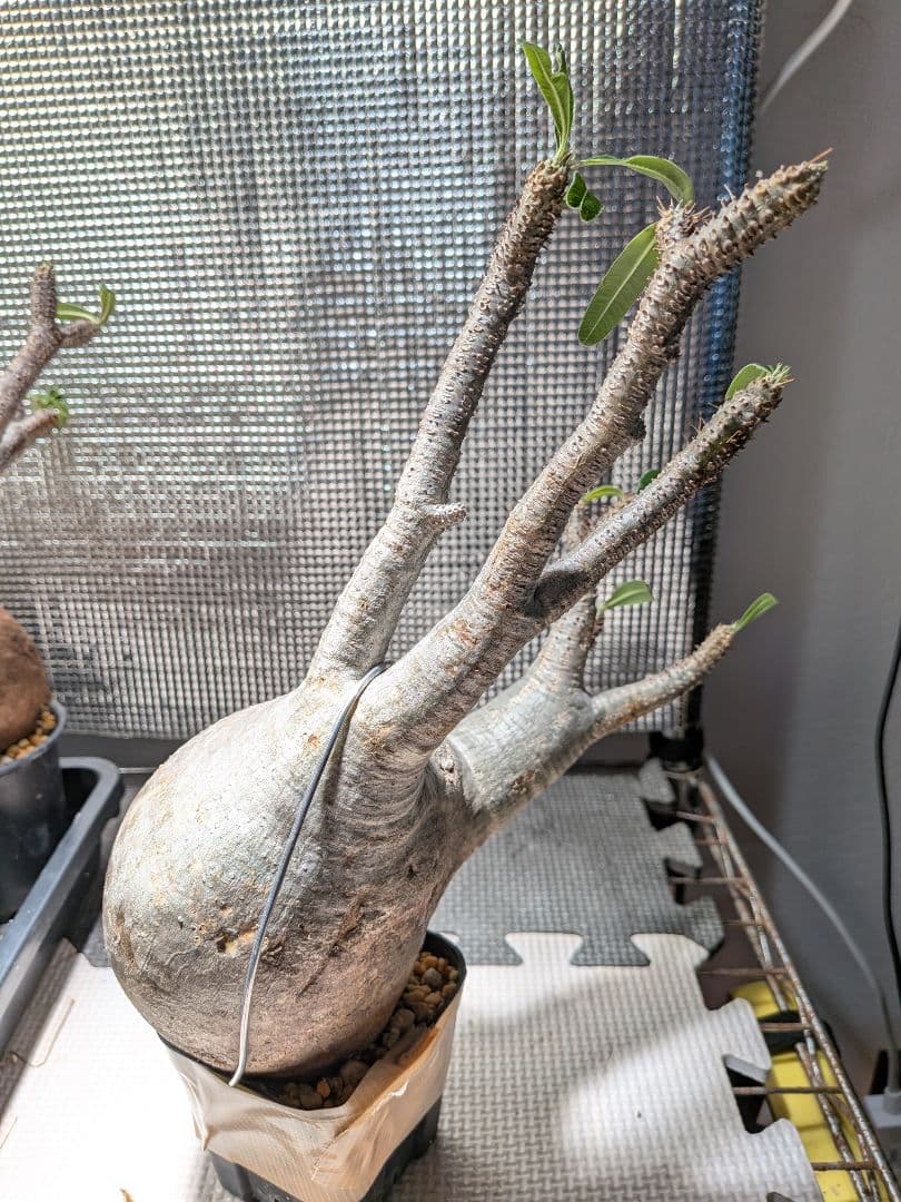 イ*ワ様 パキポディウム　グラキリス現地球